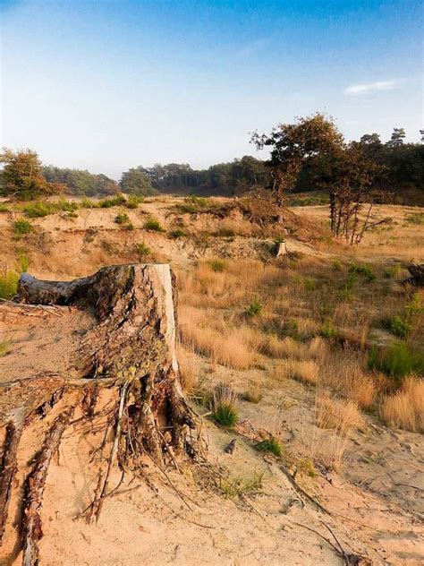 drunense duinen national park.